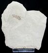 Detailed Fossil Cricket (Pronemobius) - Utah #9887-1